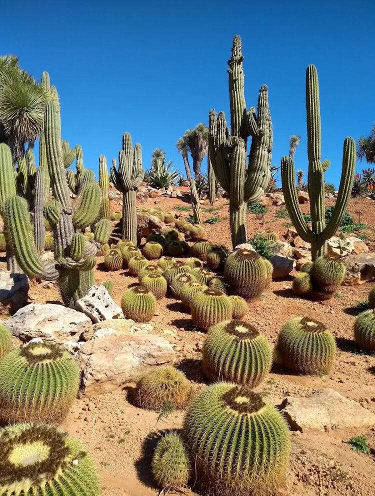 Botanicactus - 3