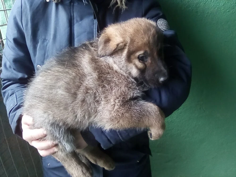 Centre Cani MallorCan - 3