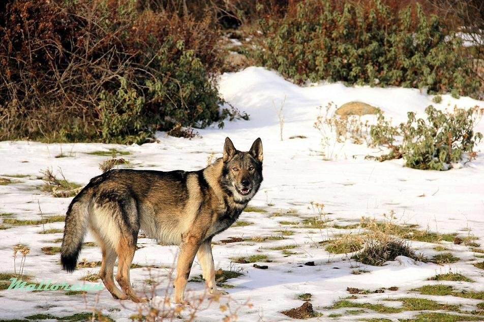 Centre Cani MallorCan - 4