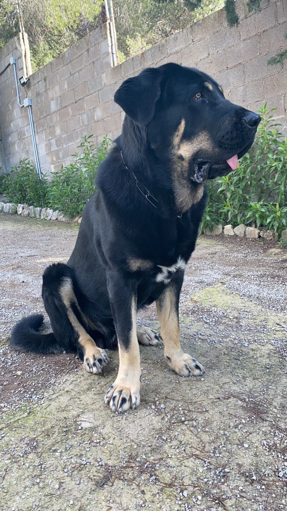 Centro Canino Es Vinyet.
